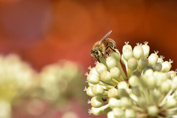 ヤツデの花とミツバチ