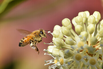ヤツデの花とミツバチ