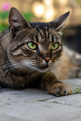 Portrait of a yard cat. Cat is lying in the yard close-up