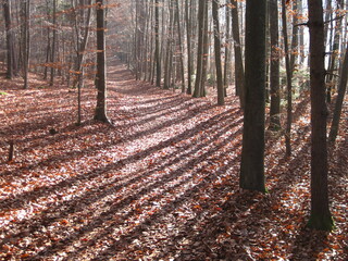 spazierweg duch einen sonnigen Buchenwald im Winter