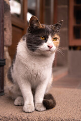 cat, animal, pet, kitten, cute, feline, domestic, white, eyes, fur, portrait, pets, mammal, young, nature, animals, eye, beautiful, fluffy, kitty, looking, orange, ears, hair, black
