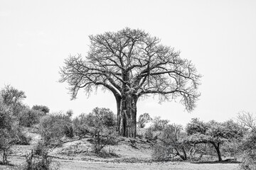 Baobab tree with Giraffe in black and white, artistic image