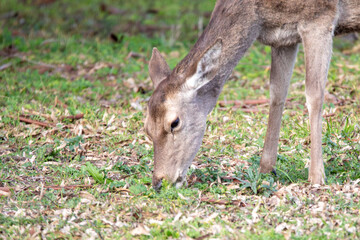 Deer Grazing in a Field In Donana National Park in Spain