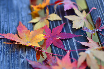 ベンチに積もるカラフルな紅葉