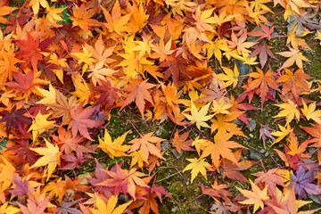 カラフルな落ち葉