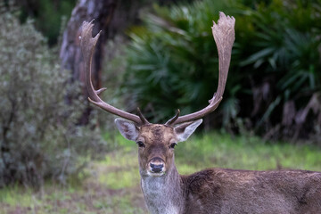 Large Buck Fallow Deer with Big Antlers Grazing in a field in Donana National Park In Spain
