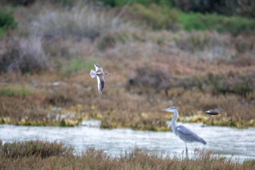 A Heron Stands in a Marsh While Another Bird Flys By at Donana National Park in Spain