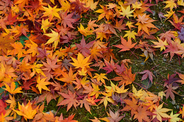 カラフルな落ち葉