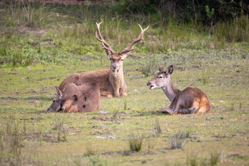 Large Buck Deer with Big Antlers Laying in a Field with Two Does