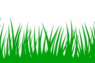 green grass isolated on white