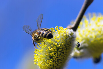 bee collects pollen on a yellow spring flower. willow branch with yellow spring flowers. delicate...