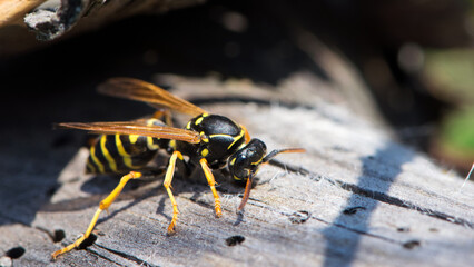 Vespula germanica, European wasp, German wasp. while scratching a wooden surface with its jaws,...