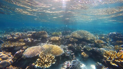 Fototapeta premium Underwater view of coral reefs showcasing vibrant marine life and ecosystems.