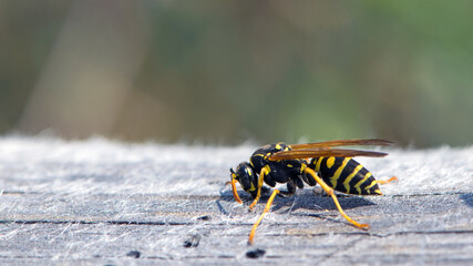 Vespula germanica, European wasp, German wasp. while scratching a wooden surface with its jaws, from which cellulose will be obtained, to build the nest. Isolated specimen, macro insect