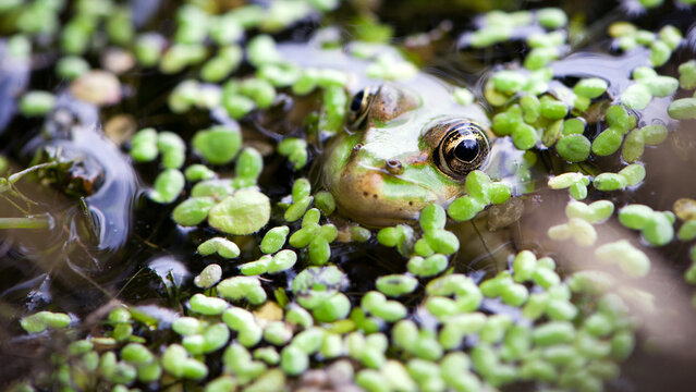 Marsh frog, frog eyes, Pelophylax ridibundus, in nature habitat. Wildlife scene from nature, green animal in water. Beautiful frog in dirty water in a swamp. amphibian close-up