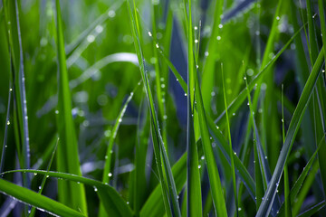 green grass with dew drops. Fresh morning dew on spring grass, natural background, close up with...