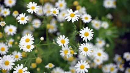old iron sheet. falling shadow. Old cracked, Rusty metal surface. Rusty steel. vintage style. rusty iron. for background and text. close-up. oxidation, destruction. mesh shadow on surface