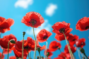Fototapeta premium red poppies