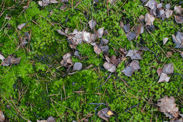 moss and leaves
