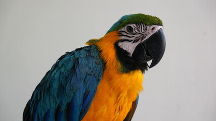 blue and yellow macaw ara © Minily