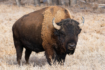 Wild American Bison on the high plains of Colorado. Mammals of North America.