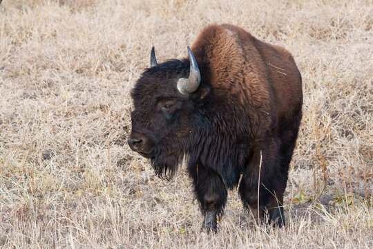 Wild American Bison on the high plains of Colorado. Mammals of North America.