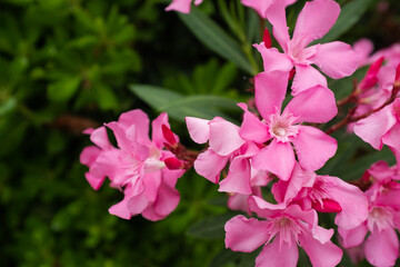 Vibrant Pink Oleander Flowers in Full Bloom. This vibrant floral display highlights the beauty of ornamental plants, perfect for garden enthusiasts, landscaping inspiration, or nature lovers
