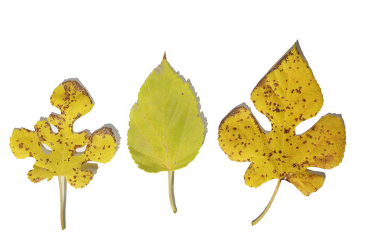 mulberry leaf (Morus alba) isolated on white