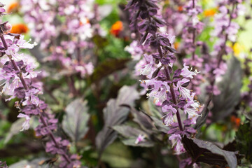 Bloom purple basil plant. Lilac basil flowers in the garden for publication, design, poster, calendar, post, screensaver, wallpaper, postcard, banner, cover, website. High quality photo