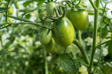 Green tomatoes on tomato bush, close-up. Tomato-tree with tomatoes for publication, poster, screensaver, wallpaper, postcard, banner, cover, website. High quality photo
