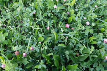 Blooming clover on green field, selective focus. Meadow with pink clover flowers for nature enthusiasts, floral photography or travel websites. High quality photo