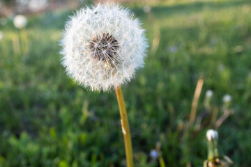 Fluffy dandelion with white seeds on a blur grass background. Field with lonely white ball dandelion for nature enthusiasts, floral photography or travel websites. High quality photo
