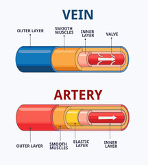 Vector Illustration of Artery and Vein Anatomy