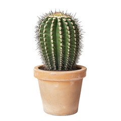 Isolated Image Of A Tall Cactus With Spines, Potted In A Simple Clay Pot, On A White Background