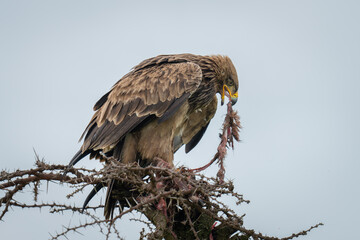 Steppe eagle on thornbush tugging at carcase