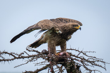 Steppe eagle lifts wings on whistling thorn