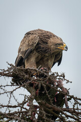 Steppe eagle holds kill on whistling thorn