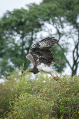 Steppe eagle flying low over leafy bushes