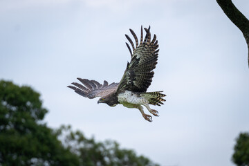 Steppe eagle flying away from lichen-covered branch