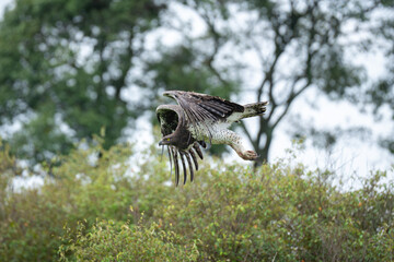 Steppe eagle flies low over leafy bushes