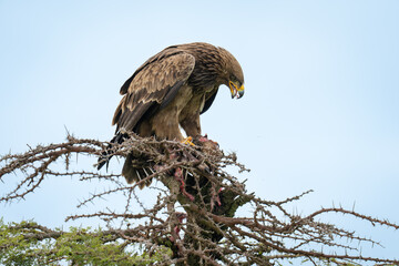 Steppe eagle eats flesh on whistling thorn