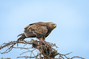 Steppe eagle crouching down on whistling thorn