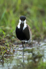 Spur-winged lapwing walks through stream towards camera