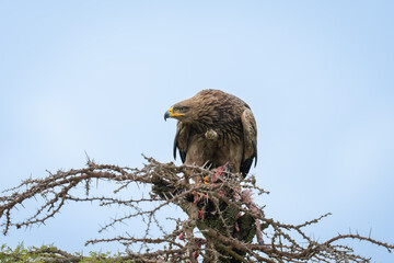 Steppe eagle crouches down on whistling thorn