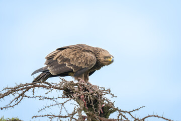 Steppe eagle crouches low on whistling thorn