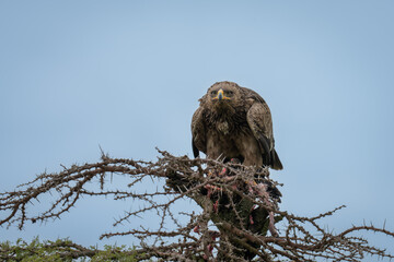 Steppe eagle crouches and stares from thornbush
