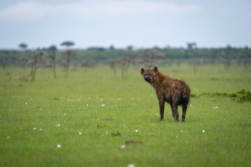 Spotted hyena stands near thornbushes watching camera