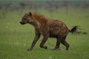 Spotted hyena lolloping along over short grass