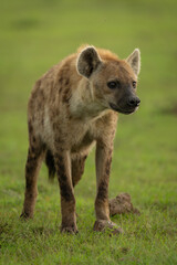 Spotted hyena stands on grass with catchlights