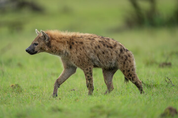 Fototapeta premium Spotted hyena crosses short grass lifting forepaw